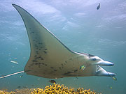 Picture 'Yap1_1_01850 Manta Ray, Yap, Stammtisch (dive site)'